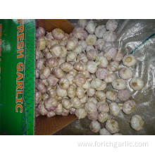 Buy 2019 New Normal White Garlic